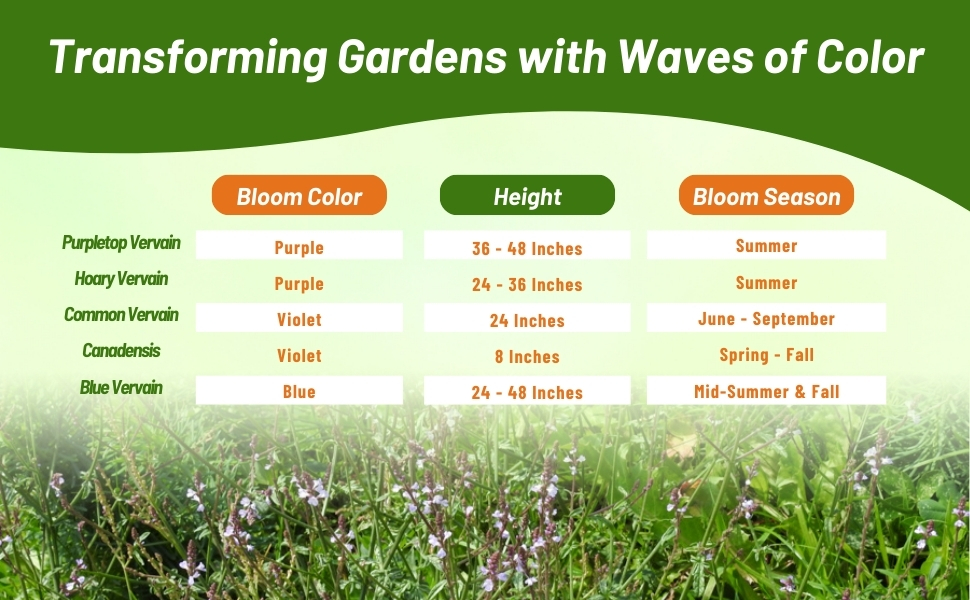 Bloom Season, Height, & Color Chart of Vervain Verbena