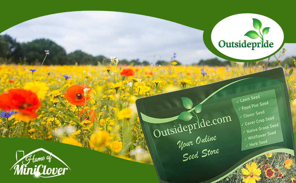 Gulf Coast Wildflower Seed Mixture For Florida & Southern States
