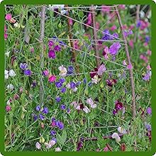 Perennial Lathyrus Sweet Peas Growing on Trellis