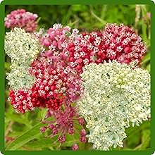 Vibrant Blooms of Asclepias Incarnata Swamp Milkweed