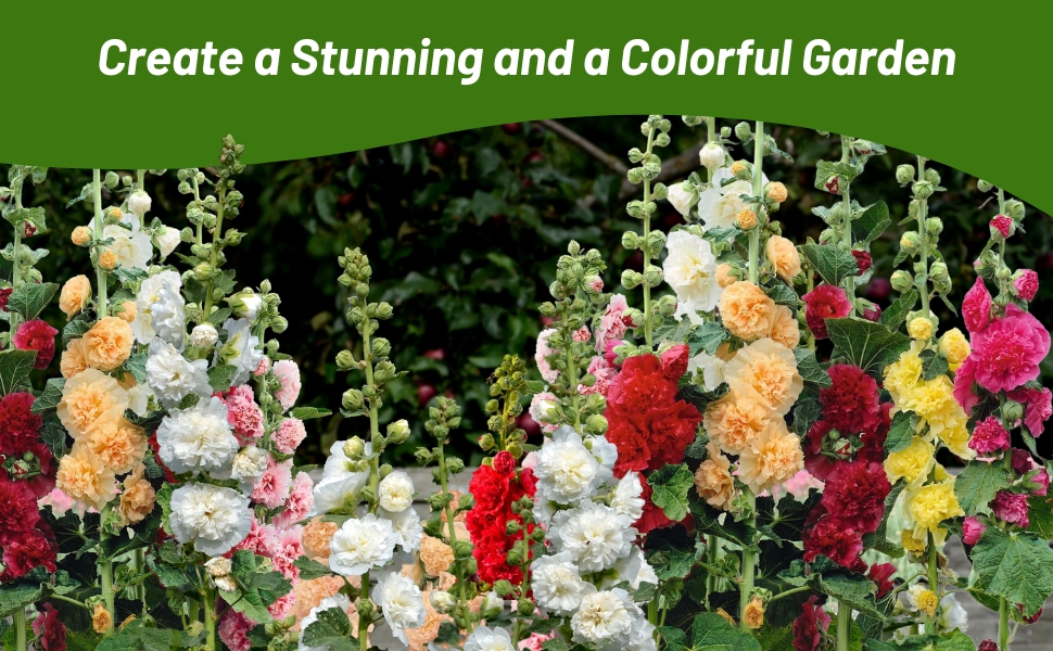 Tall Double Flowering Hollyhock Seed Mixture