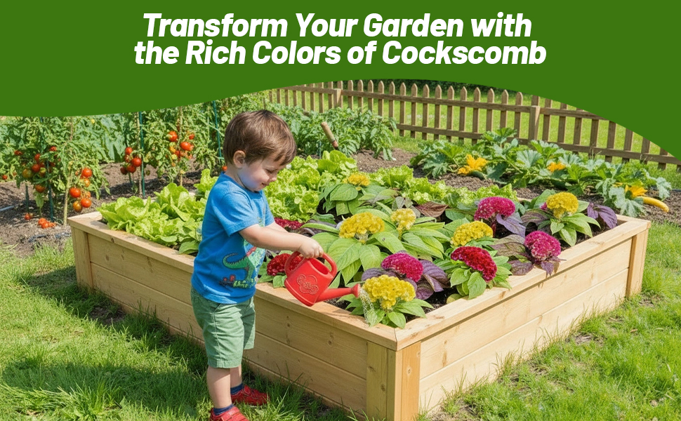 Women Watering Cockscomb Container Plants