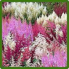 Shade Tolerant Perennial Astilbe Plants