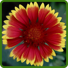 Striking Petals of Gaillardia Aristata Blanket Flower