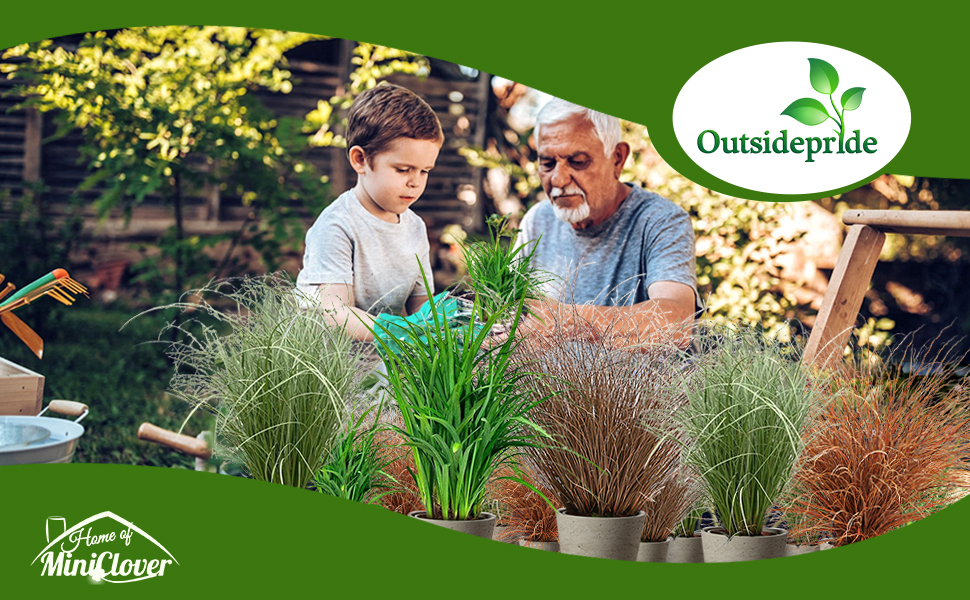 Carex Container Plants For Ornamental Grass Planting