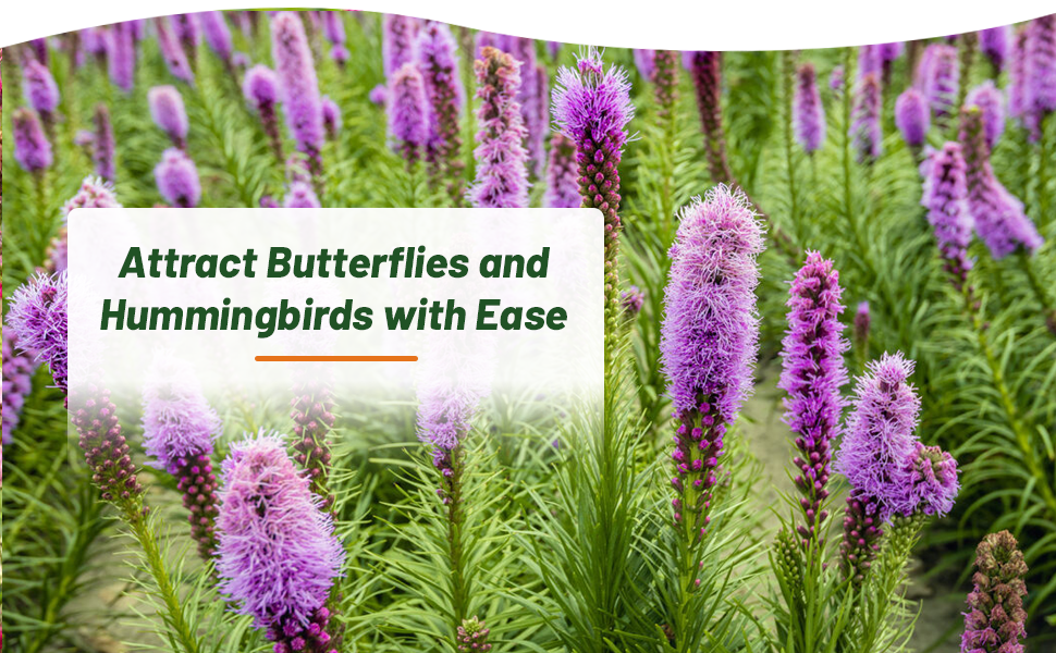 Field of Liatris Gayfeather Attracting Hummingbirds and Bees