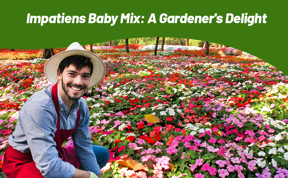 Baby Impatiens Flower Garden Planted From Flower Seeds