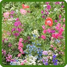 Partial Shade Wildflowers For Shady Areas