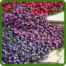 Fast Growing Aubrieta Rock Cress Ground Cover