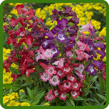 Vibrant Blooms in Multiple Shades of Penstemon Flowers