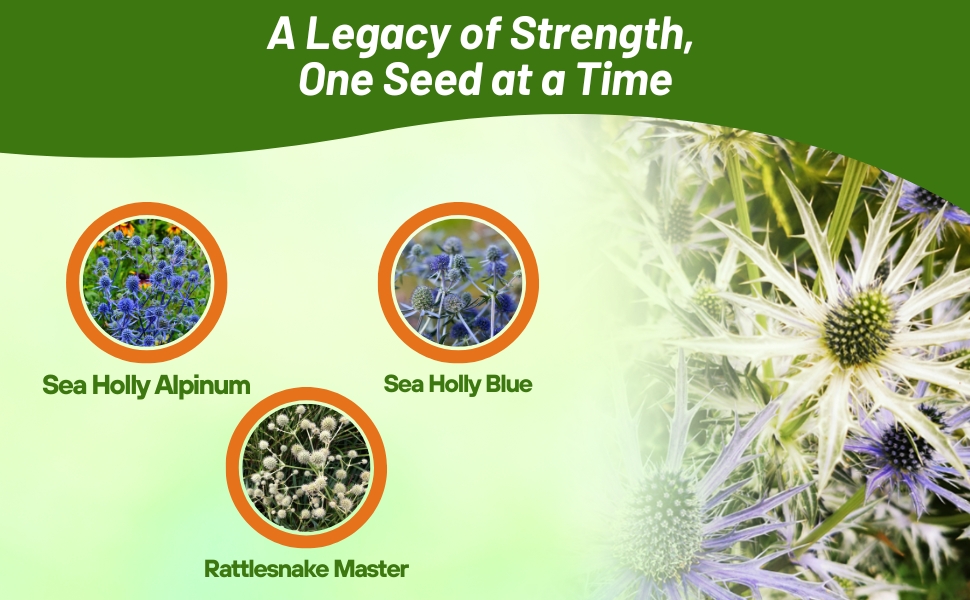 Eryngium Blue & White Sea Holly & Rattlesnake Master Varieties