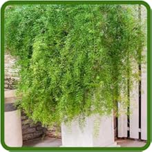 Year Round Foliage of Sprengeri Asparagus Fern