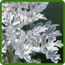 Dusty Miller Stunning Silvery Foliage