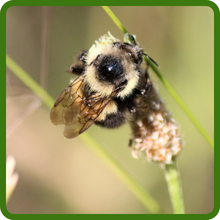Plantain Flowers Attracts Pollinators