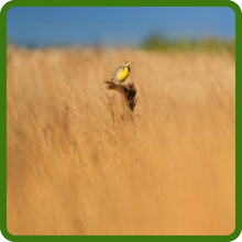 Teff For Wildlife Habitat