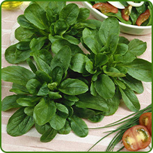 Corn Salad Cool Season Annual Plant