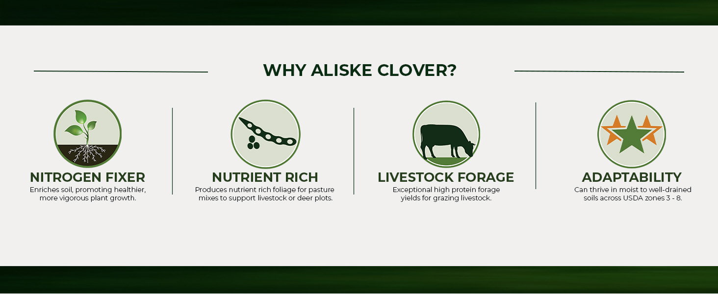 Alsike Clover Forage