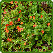 Scarlet Pimpernel Low Growing Ground Cover