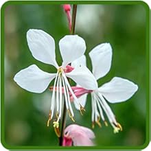 Gaura Has Continuous, Attractive Blooms