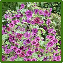 Vertically Growing French Hollyhock Flowers