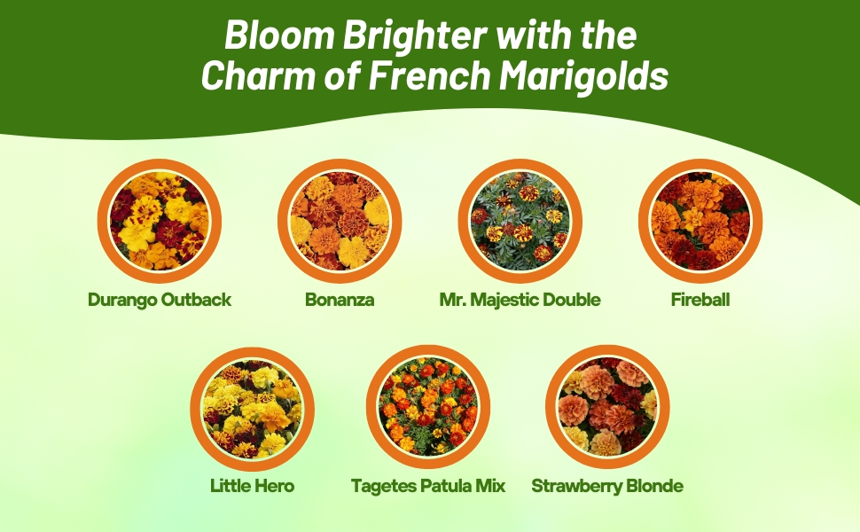 Varieties of Tagetes Patula French Marigold Grown From Seeds