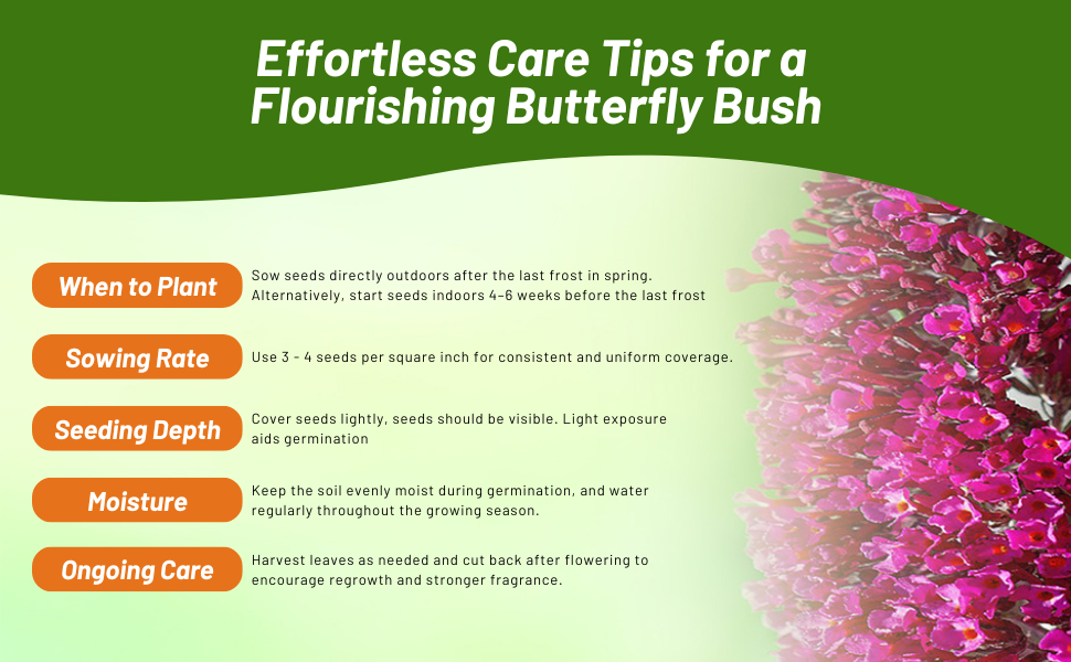 Planting Directions For Butterfly Bush Flower Seeds