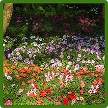 Shade Tolerant Impatiens Flower Seed Mixtures