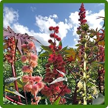 Tall Castor Bean Plants For Landscaping