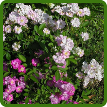 China Rose Quick to Flower from Seed