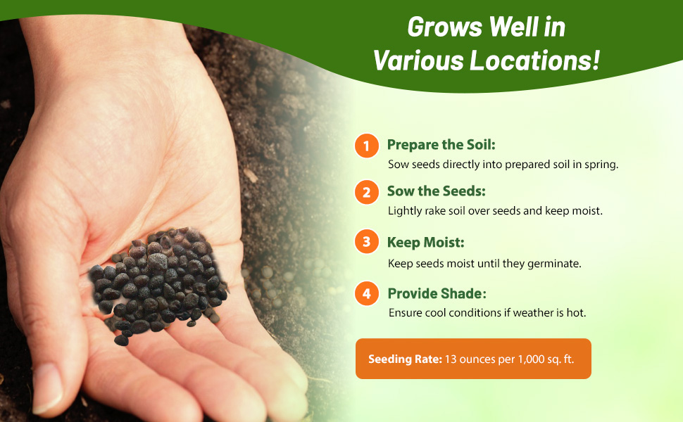 Nemophila Five Spot Seeds in Palm