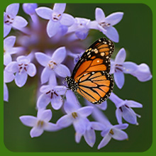 Blue Woodruff With Butterfly