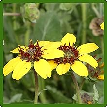 Bright Chocolate Flower Blooms