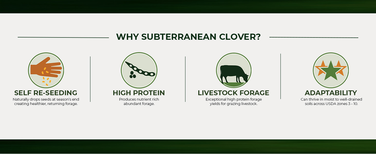 Subterranean Clover LIvestock Forage