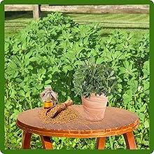 Fenugreek Versatile Culinary Ingredient
