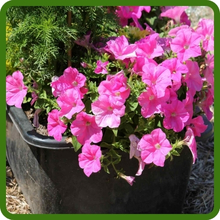 Compact Petunia Flowers in Raised Bed