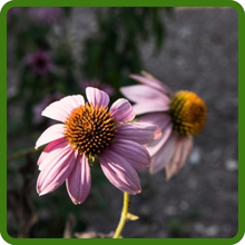 Drought Tolerant Echinacea purpurea Purple Coneflower