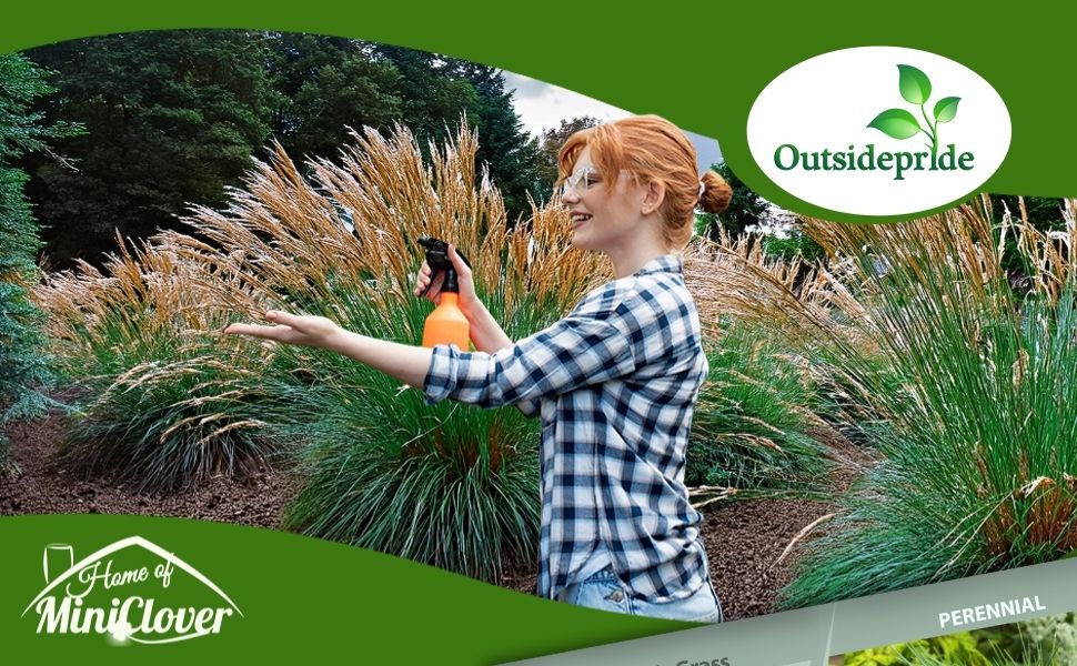 Koeleria glauca Blue Hair Ornamental Grass