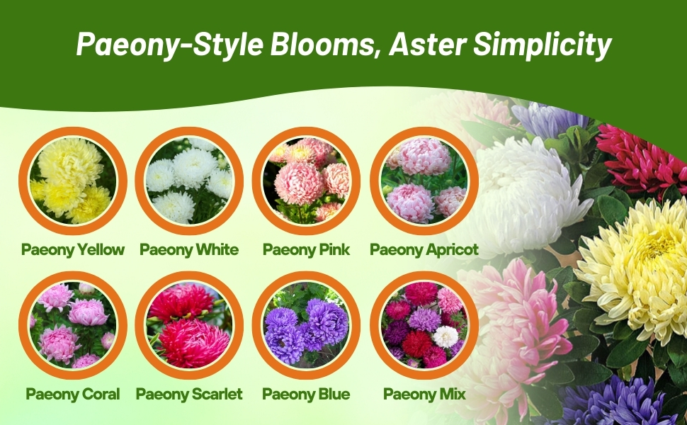 Varieties of Callistephus Tall Paeony Aster From Flower Seeds