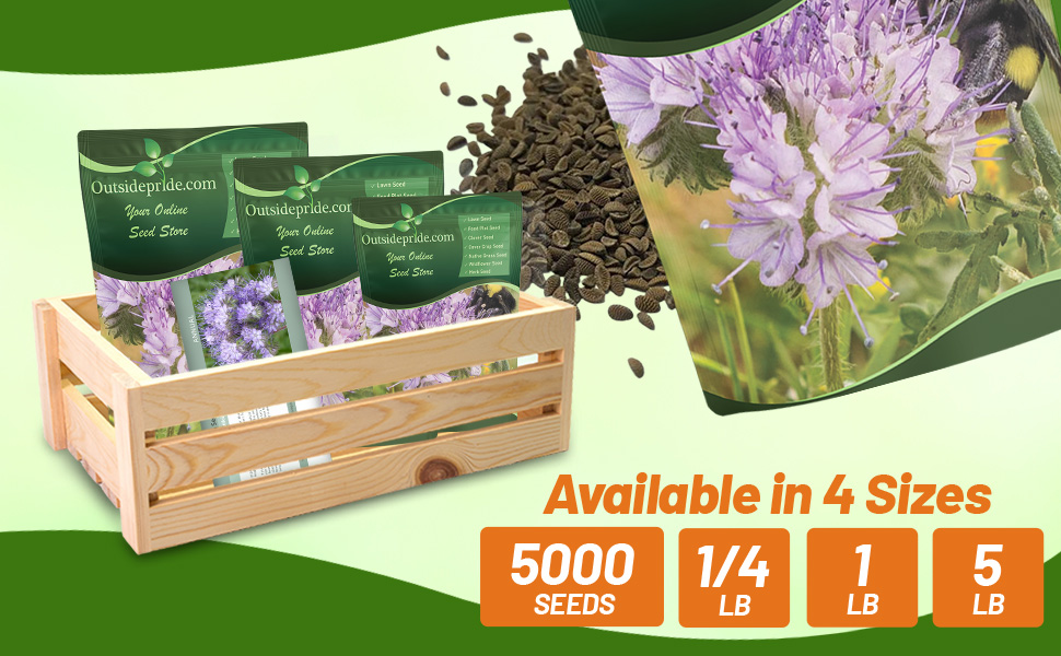 Lacy Phacelia Bulk Seed Bag For Planting