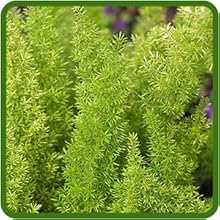 Tough & Adaptable Asparagus Fern Meyeri