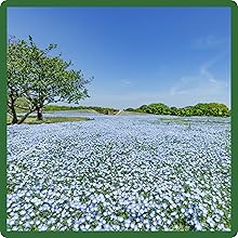 Myosotis sylvatica Forget-me-not Ground Cover