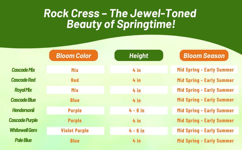 Bloom Season, Height, & Color Chart of Aubrieta Rock Cress