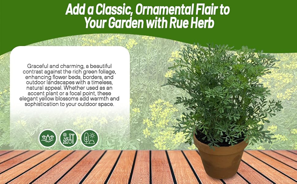Rue Container Plant Grown From Ruta Herb Seeds