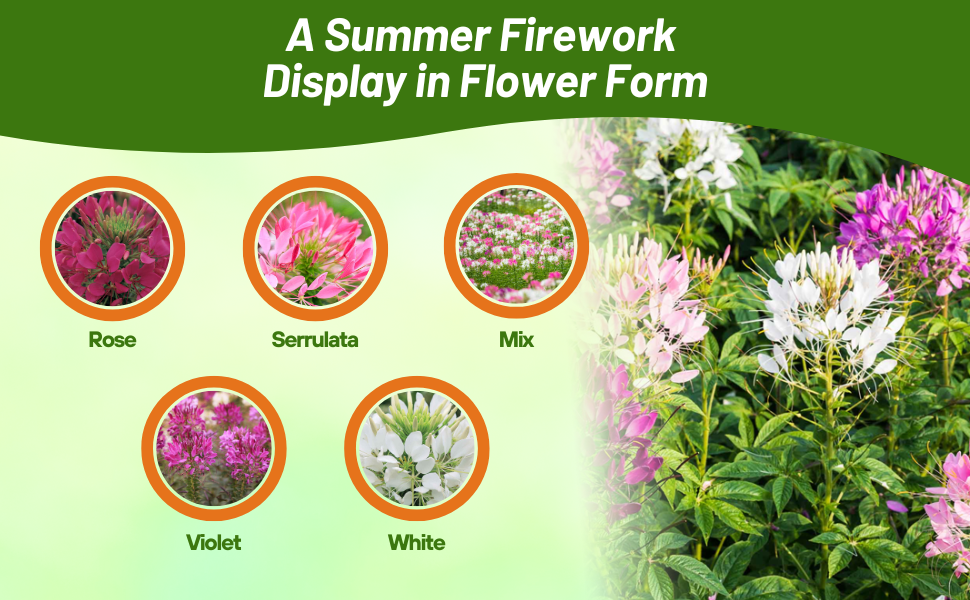 Varieties of Cleome Spider Flower Grown From Seeds