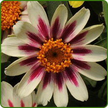 Heat & Drought Tolerant Zinnia Zahara Raspberry Lemonade Flowers