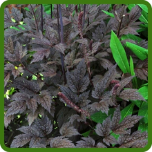 Black Cohosh Plants With Dark Purple Foliage