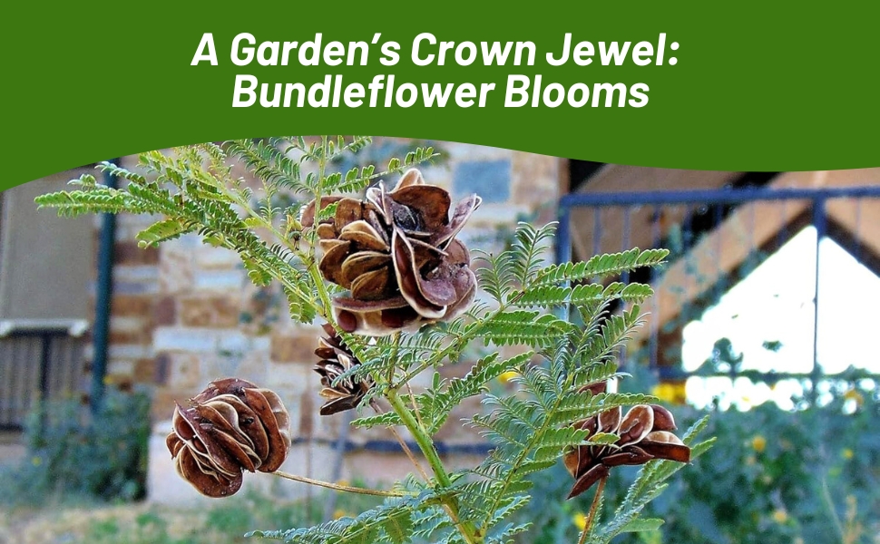 Unique Illinois Bundleflower Blooms