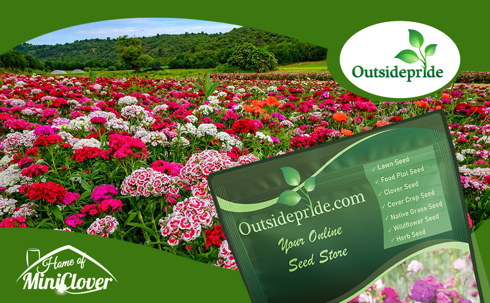 Dianthus Sweet William Wildflower Garden