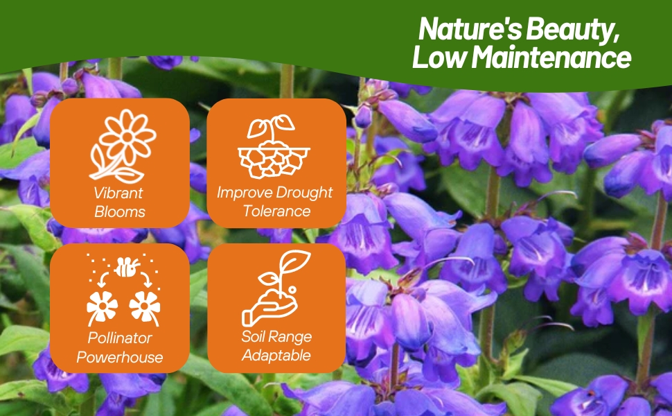 Low Maintenance Pollinating Flowers of Rocky Mountain Penstemon