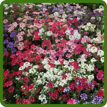 Heat & Drought Tolerant Verbena Hybrida